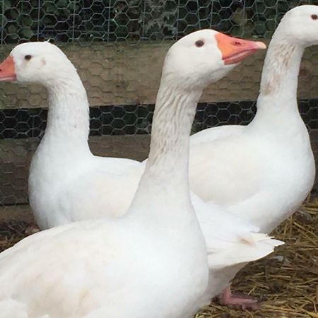 Willow Court Farm Studio East & Petting Farm, 8 Mins To Legoland & Windsor, 15 Mins To Lapland Uk Экстерьер фото